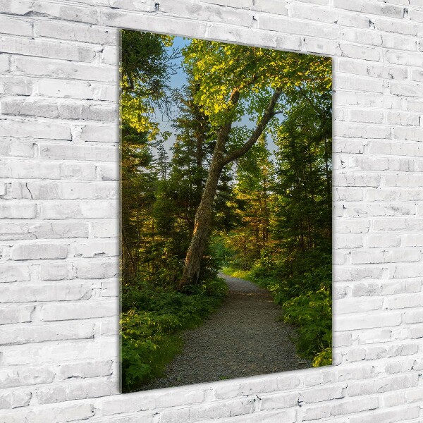 Quadro in vetro verticale Sentiero nella foresta