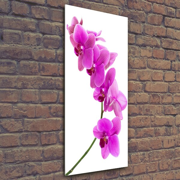 Quadro in vetro verticale Orchidea rosa