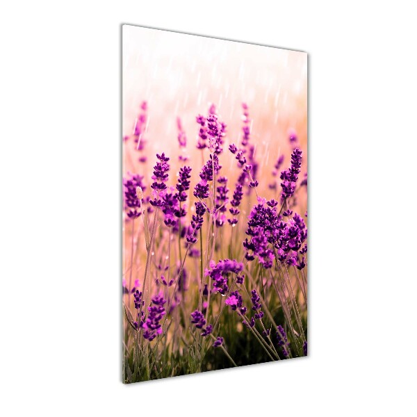 Quadro in vetro verticale Campo di lavanda