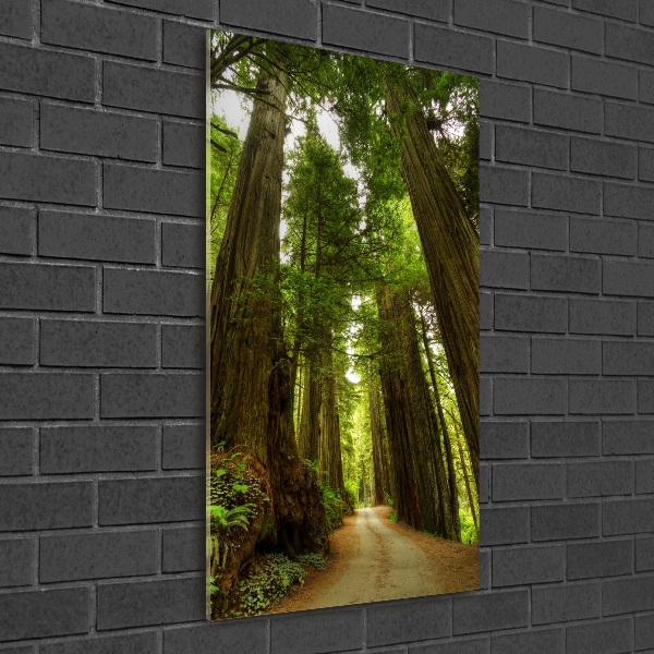 Quadro di vetro verticale Sentiero nella foresta