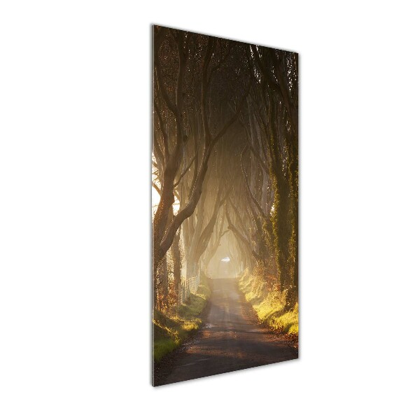 Quadro in vetro verticale Sentiero nella foresta