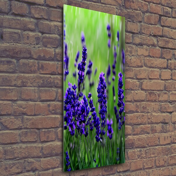 Quadro in vetro verticale Campo di lavanda