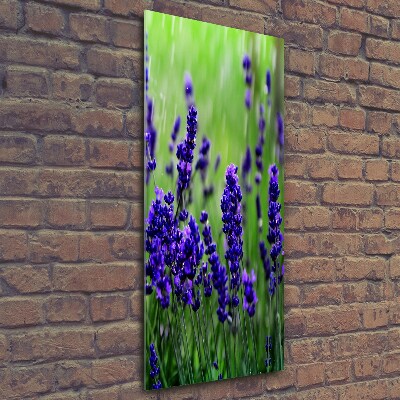 Quadro in vetro verticale Campo di lavanda