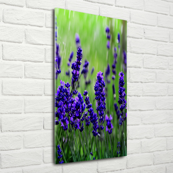 Quadro in vetro verticale Campo di lavanda
