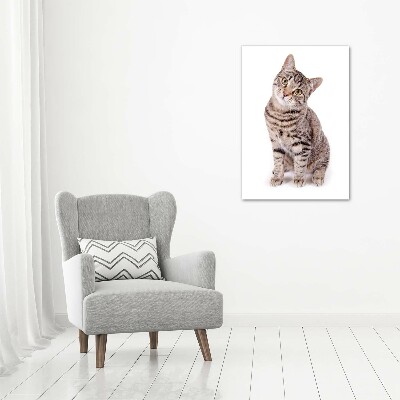 Quadro stampa su vetro verticale Gatto