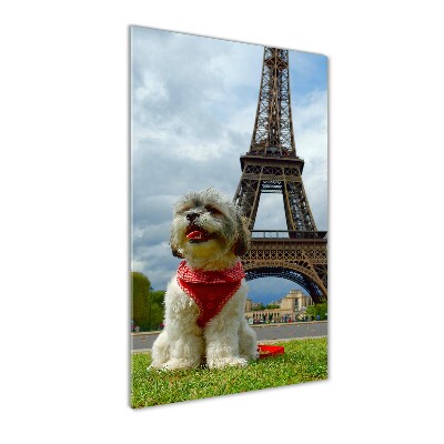 Quadro vetro verticale Un cane a Parigi