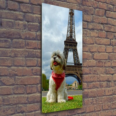 Quadro vetro verticale Un cane a Parigi