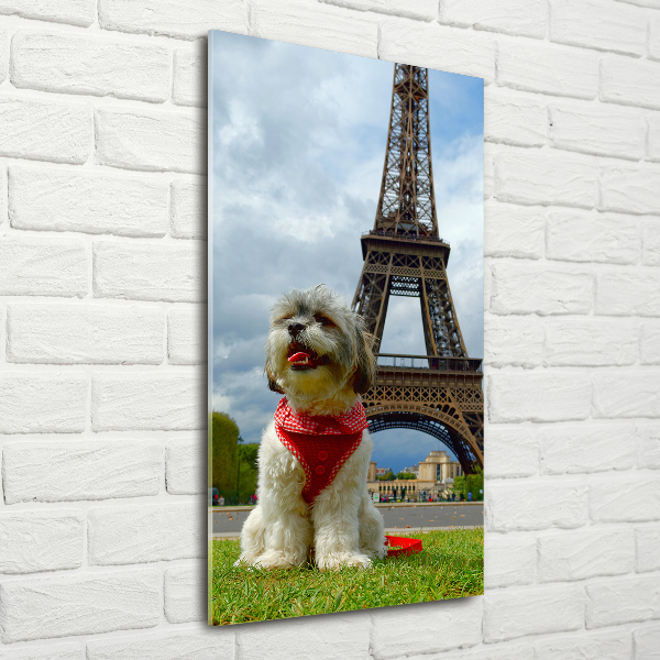 Quadro vetro verticale Un cane a Parigi