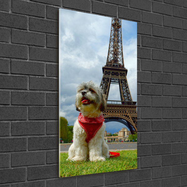 Quadro vetro verticale Un cane a Parigi