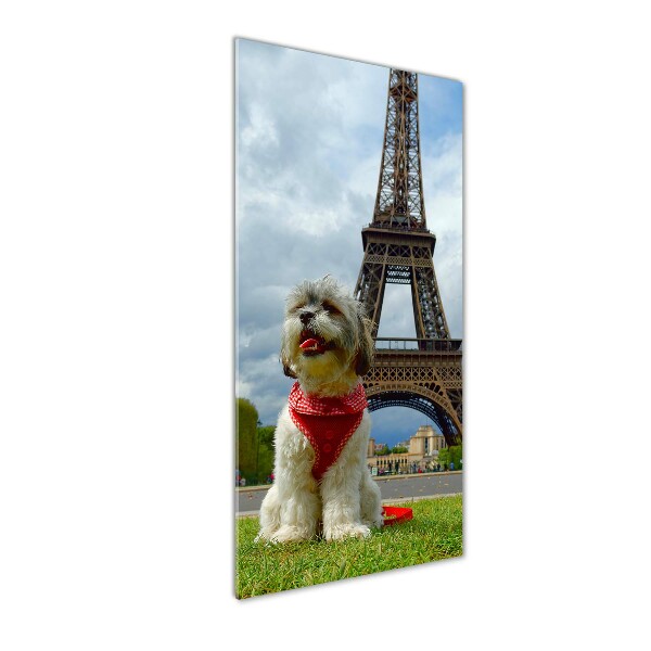 Quadro vetro verticale Un cane a Parigi