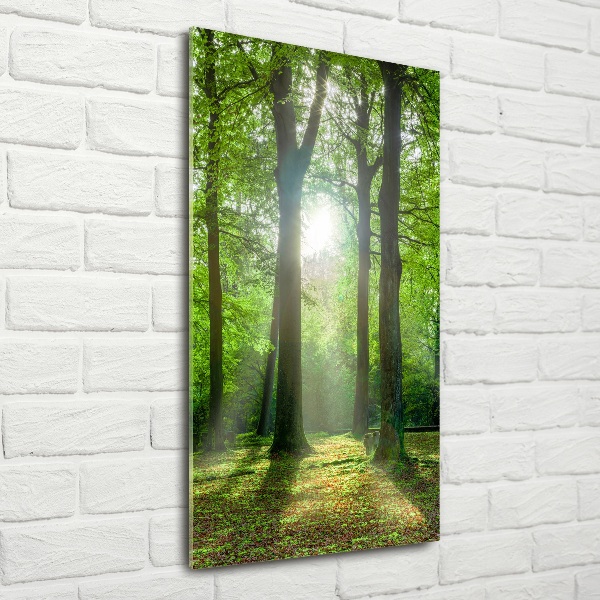 Quadro in vetro verticale Il sole nella foresta