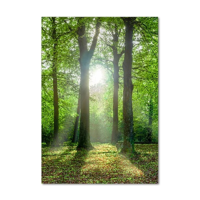 Quadro in vetro verticale Il sole nella foresta