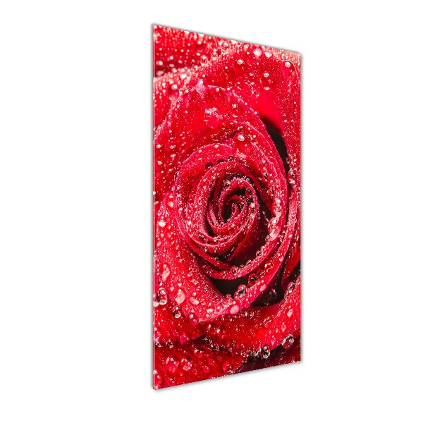Quadro stampa su vetro verticale Rosa rossa
