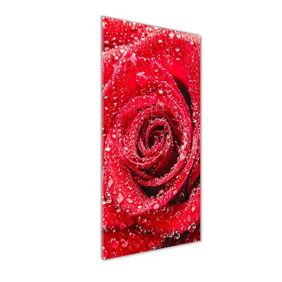 Quadro stampa su vetro verticale Rosa rossa