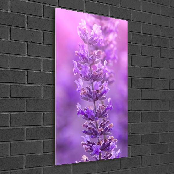 Quadro di vetro verticale Campo di lavanda