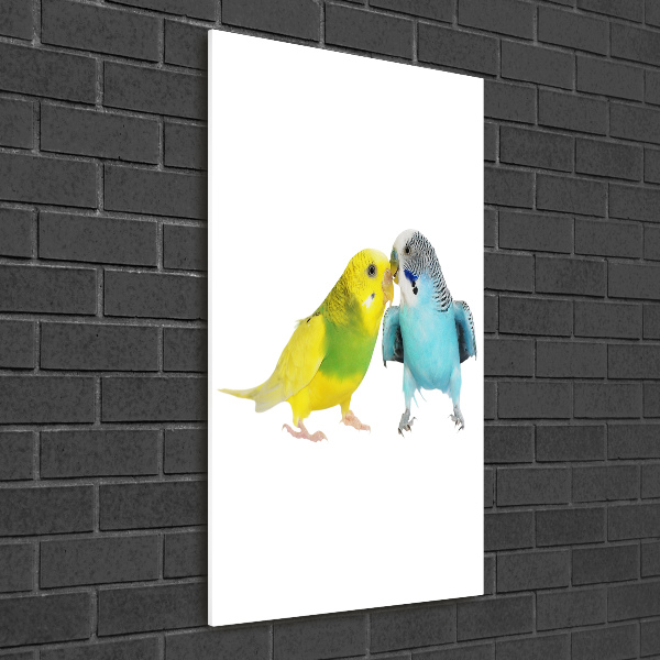 Quadro vetro verticale Pappagalli ondulati