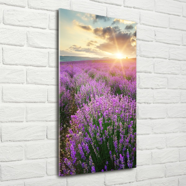 Quadro vetro verticale Campo di lavanda