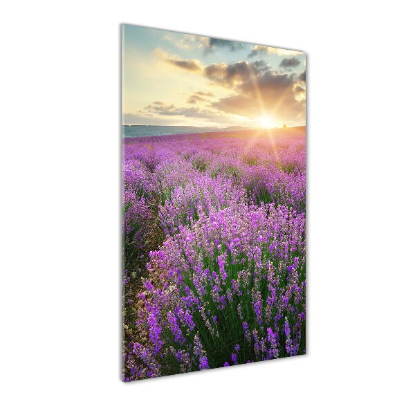 Quadro vetro verticale Campo di lavanda