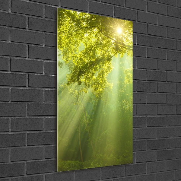 Quadro di vetro verticale Il sole nella foresta