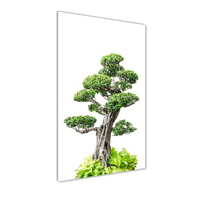 Quadro vetro verticale Albero bonsai