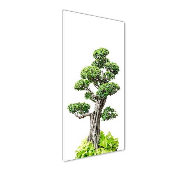 Quadro vetro verticale Albero bonsai