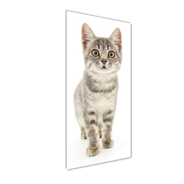 Quadro stampa su vetro verticale Gatto grigio