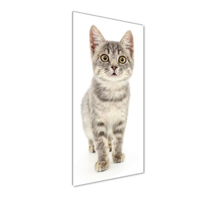 Quadro stampa su vetro verticale Gatto grigio