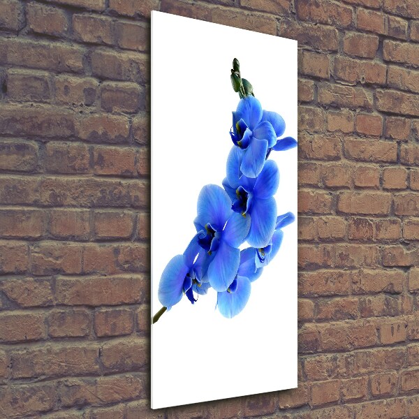 Quadro in vetro verticale Orchidea blu