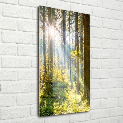 Quadro vetro verticale Il sole nella foresta