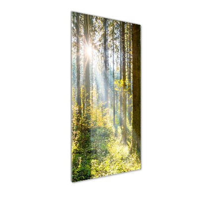 Quadro vetro verticale Il sole nella foresta