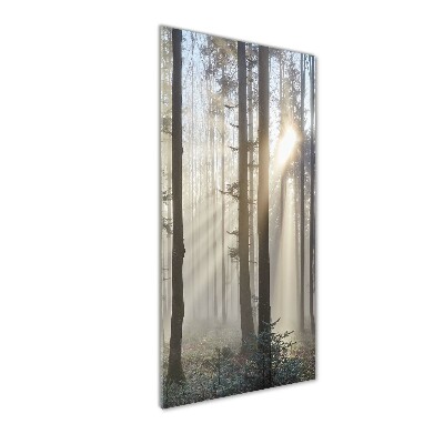 Quadro vetro verticale Nebbia nella foresta