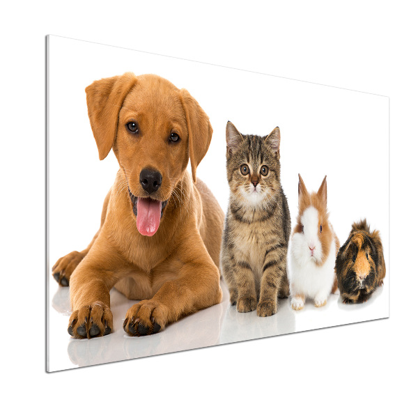 Pannello retrocucina con stampa raffigurante un cane e un gatto