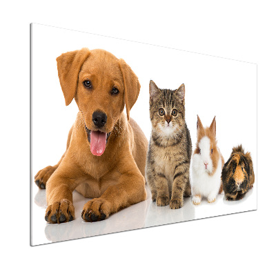 Pannello retrocucina con stampa raffigurante un cane e un gatto
