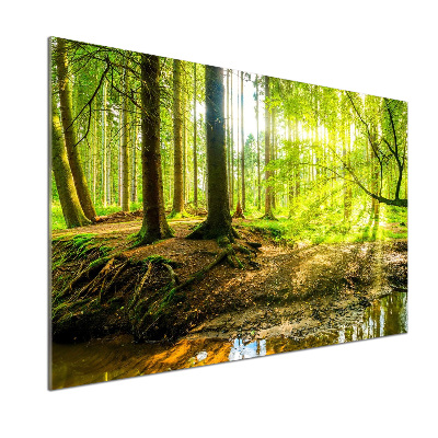 Rivestimento parete cucina con motivo «Raggi di sole nella foresta»