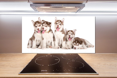 Pannello paraschizzi cucina con motivo di cuccioli di husky