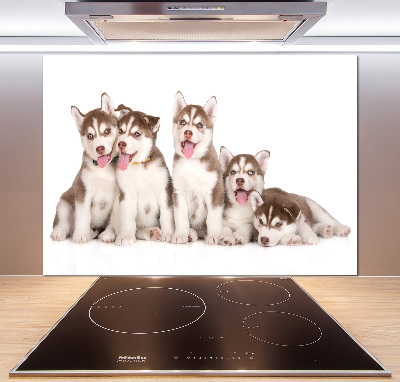 Pannello paraschizzi cucina con motivo di cuccioli di husky