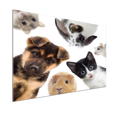 Rivestimento parete cucina con motivo a tema animali domestici