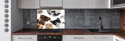 Rivestimento parete cucina con motivo a tema animali domestici