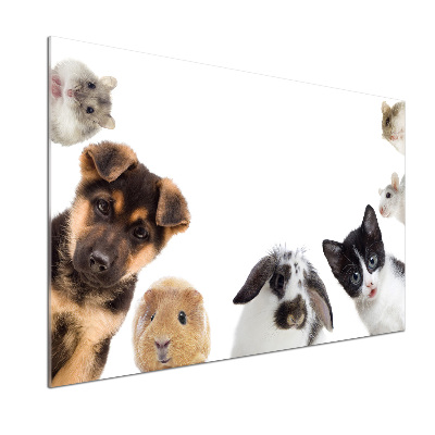 Pannello retrocucina con motivo di animali domestici