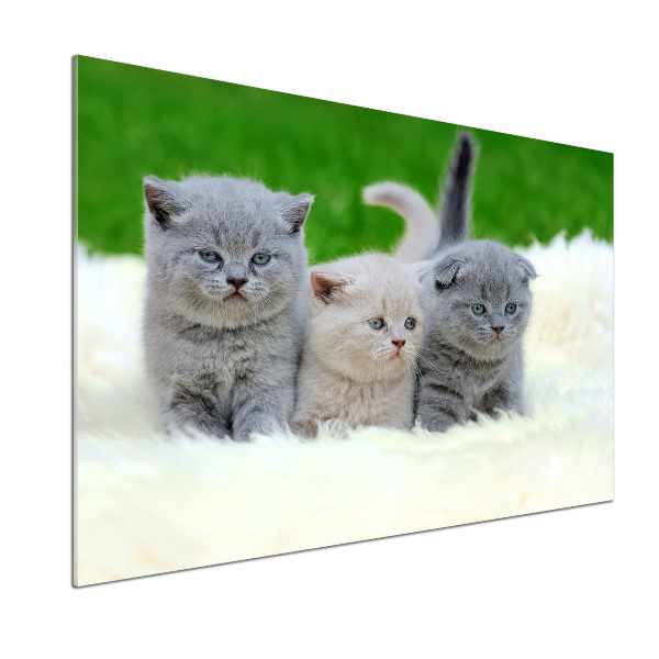 Pannello retrocucina con stampa raffigurante tre gatti su una coperta