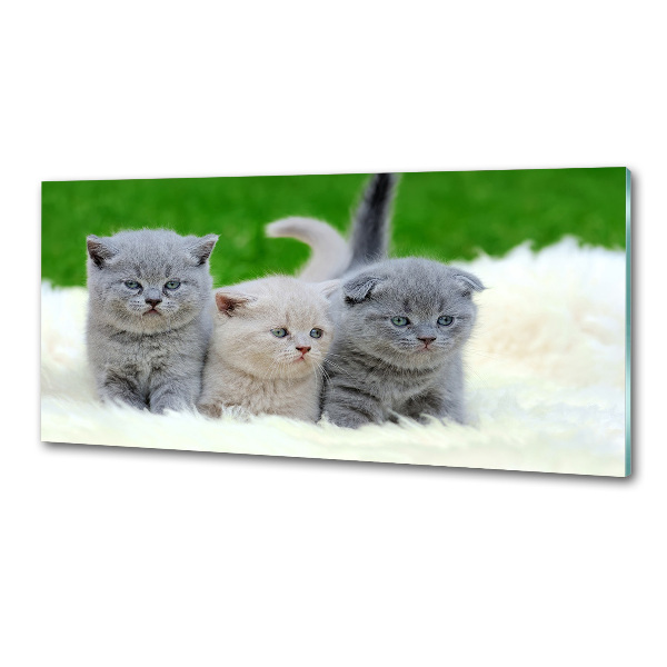 Pannello retrocucina con stampa raffigurante tre gatti su una coperta