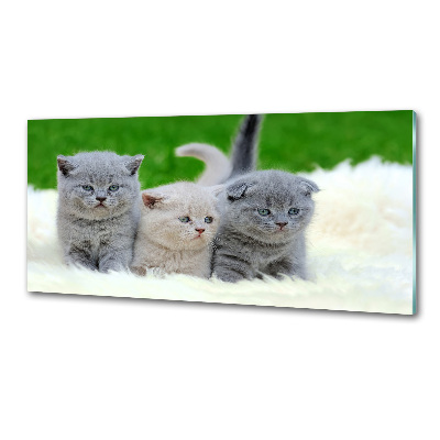 Pannello retrocucina con stampa raffigurante tre gatti su una coperta