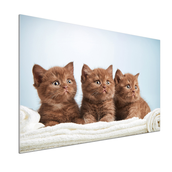 Pannello paraschizzi cucina con stampa di gattini su un asciugamano