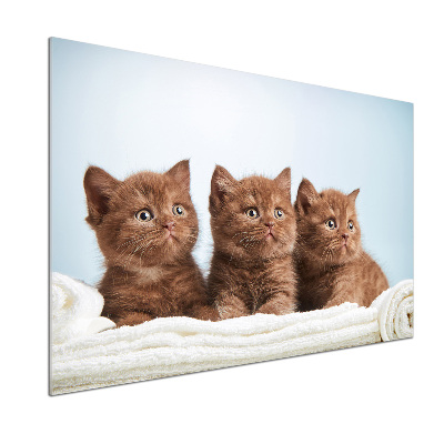 Pannello paraschizzi cucina con stampa di gattini su un asciugamano