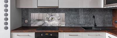 Rivestimento parete cucina con motivo di gatto con gli occhiali