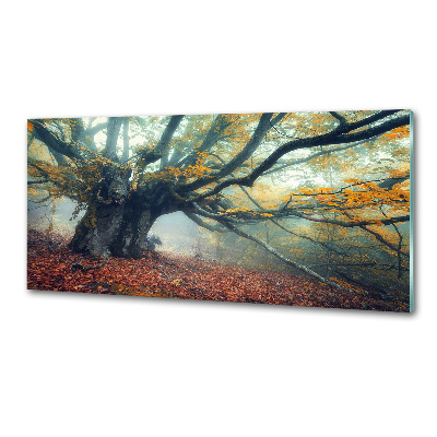 Rivestimento parete cucina con stampa raffigurante un vecchio albero