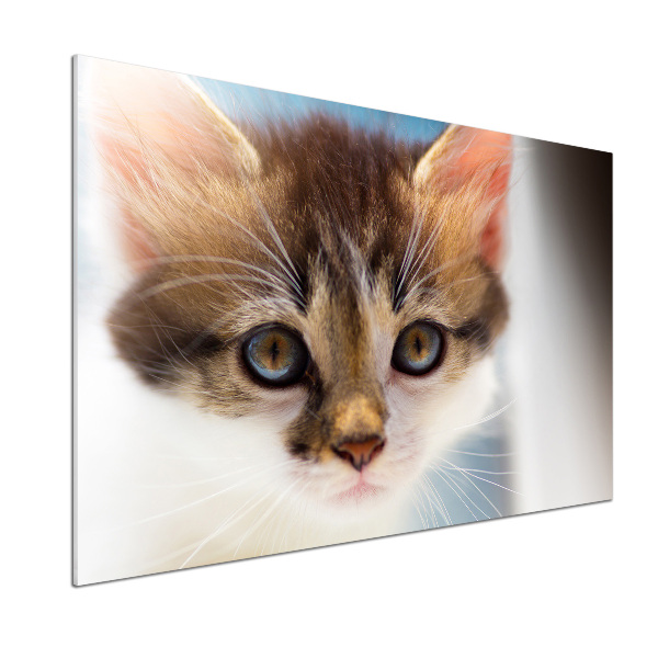 Pannello paraschizzi cucina con stampa di un gattino