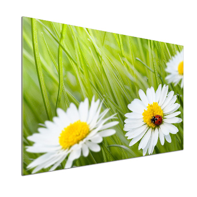 Pannello paraschizzi cucina con decorazione a margherite