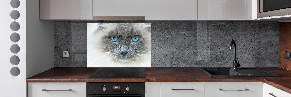 Pannello retrocucina con stampa di un gatto dagli occhi azzurri
