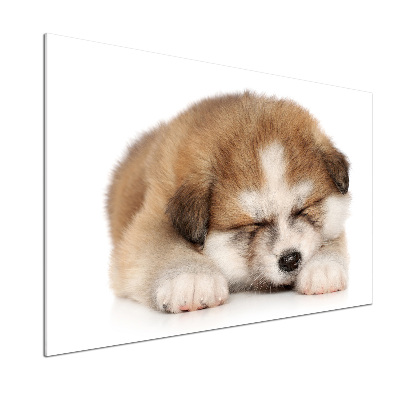 Pannello paraschizzi cucina con stampa a motivo Cucciolo di Akita